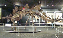 Load image into Gallery viewer, Stegosaurus Skeleton cast replica #2 AMNH