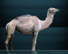 Load image into Gallery viewer, Camelops "Yesterday's Camel" skeleton cast replica