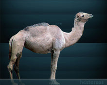 Load image into Gallery viewer, Camelops "Yesterday's Camel" skeleton cast replica