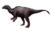 Load image into Gallery viewer, Camptosaurus Dinosaur Skull Cast Replica