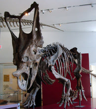 Load image into Gallery viewer, Chasmosaurus Skeleton cast replica dinosaur skull