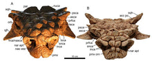 Load image into Gallery viewer, Saichania chulsanensis tail club cast replica