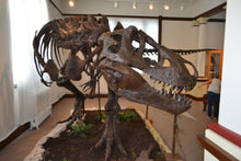 Load image into Gallery viewer, T-rex: Ivan the T.rex skeleton cast replica