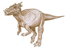 Load image into Gallery viewer, Dracorex hogwartsia skull cast replica