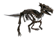 Load image into Gallery viewer, Dracorex hogwartsia skull cast replica