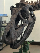 Load image into Gallery viewer, T-rex: Ivan the T.rex skeleton cast replica