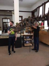 Load image into Gallery viewer, T-rex: Ivan the T.rex skeleton cast replica