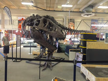 Load image into Gallery viewer, T-rex: Ivan the T.rex skeleton cast replica