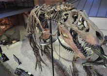 Load image into Gallery viewer, T-rex: Ivan the T.rex skeleton cast replica