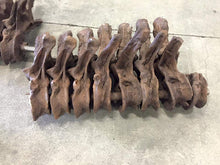 Load image into Gallery viewer, T-rex: Ivan the T.rex skeleton cast replica