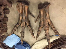 Load image into Gallery viewer, T-rex: Ivan the T.rex skeleton cast replica