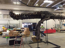 Load image into Gallery viewer, T-rex: Ivan the T.rex skeleton cast replica
