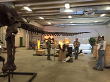 Load image into Gallery viewer, T-rex: Ivan the T.rex skeleton cast replica
