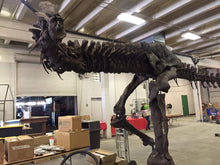 Load image into Gallery viewer, T-rex: Ivan the T.rex skeleton cast replica