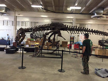 Load image into Gallery viewer, T-rex: Ivan the T.rex skeleton cast replica