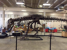 Load image into Gallery viewer, T-rex: Ivan the T.rex skeleton cast replica