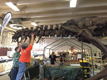 Load image into Gallery viewer, T-rex: Ivan the T.rex skeleton cast replica