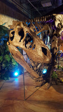 Load image into Gallery viewer, T-rex: Ivan the T.rex skeleton cast replica