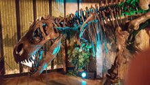 Load image into Gallery viewer, T-rex: Ivan the T.rex skeleton cast replica