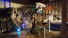 Load image into Gallery viewer, T-rex: Ivan the T.rex skeleton cast replica