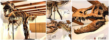 Cargar imagen en el visor de la galería, Tinker the T.rex skeleton cast replica T-rex Tinker Juvenile Trex
