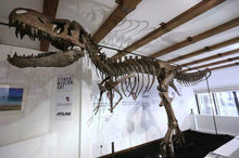 Cargar imagen en el visor de la galería, Tinker the T.rex skeleton cast replica T-rex Tinker Juvenile Trex