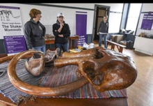 Charger l'image dans la galerie, Mammoth Skull cast replica #1 with tusks Pleistocene. Ice Age