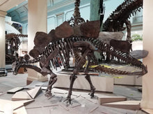 Load image into Gallery viewer, Stegosaurus skeleton cast replica #1