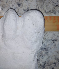 Load image into Gallery viewer, 19xx Alma Footprint track cast from Russia Cryptozoology AlmastyAlmas Footprint BIGFOOT