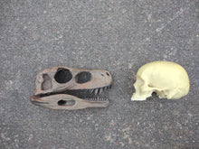 Load image into Gallery viewer, Herrerasaurus skull cast replica dinosaur for sale or rent