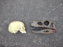 Load image into Gallery viewer, Herrerasaurus skull cast replica dinosaur for sale or rent