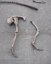 Load image into Gallery viewer, Herrerasaurus skeleton cast replica dinosaur for sale or rent
