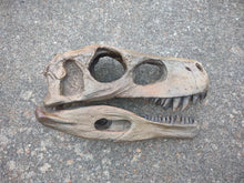 Load image into Gallery viewer, Herrerasaurus skull cast replica dinosaur for sale or rent