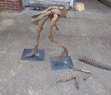 Load image into Gallery viewer, Herrerasaurus skeleton cast replica dinosaur for sale or rent