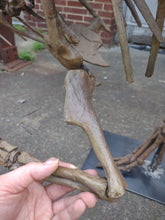 Load image into Gallery viewer, Herrerasaurus skeleton cast replica dinosaur for sale or rent