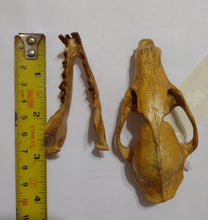 Load image into Gallery viewer, Hesperocyon gregarius skull cast replica (item #RF012)