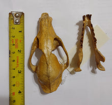 Load image into Gallery viewer, Hesperocyon gregarius skull cast replica (item #RF012)