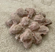 Load image into Gallery viewer, Dinosaur Segnosaur 20 Egg Nest #2 Cast Replica Dinosaur Reproductions