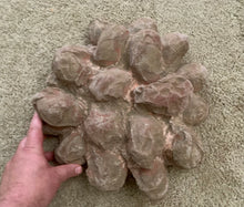 Load image into Gallery viewer, Dinosaur Segnosaur 20 Egg Nest #2 Cast Replica Dinosaur Reproductions