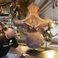 Laden Sie das Bild in den Galerie-Viewer, Rent a Dinosaur Exhibit!