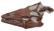 Cargar imagen en el visor de la galería, Platecarpus ictericus, mosasaur skull, marine reptile