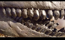 Load image into Gallery viewer, Camarasaurus skull cast replica #1 Camarasaurus grandis skull (GMNH-PV 101)