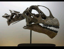 Load image into Gallery viewer, Camarasaurus skull cast replica #1 Camarasaurus grandis skull (GMNH-PV 101)