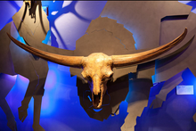 Cargar imagen en el visor de la galería, Bison latifrons fossil skull cast replica