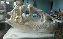 Cargar imagen en el visor de la galería, Allosaurus skull (unpainted / untrimmed)