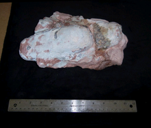 Load image into Gallery viewer, Velociraptor egg nest Dinosaur fossil egg cast for sale Replica Dinosaur Reproductions