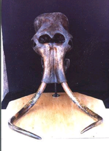 Charger l'image dans la galerie, Mammoth Skull cast replica #1 with tusks Pleistocene. Ice Age