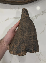 Load image into Gallery viewer, Woolly Rhino horns cast replicas