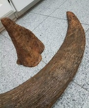 Load image into Gallery viewer, Woolly Rhino horns cast replicas