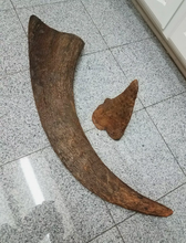 Load image into Gallery viewer, Woolly Rhino horns cast replicas